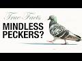 Pigeon Behavior and Cognition