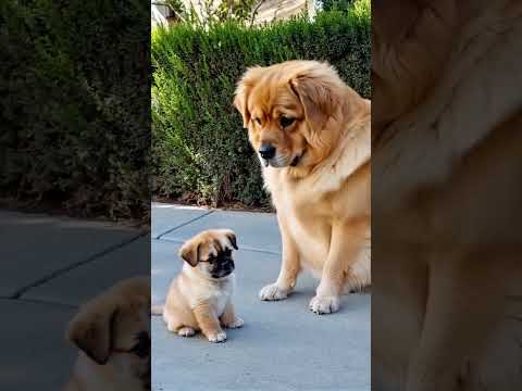 Big Fluffy Dog Comforts Tiny Puppy in the Sweetest Way ❤️🐶🥰