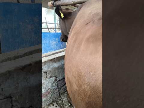 #dairyherd #cow #dairyfarming #farming #baffalo #dairyindustry #milk #dairyproduction #animals