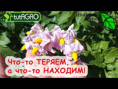 Увеличение урожая картофеля в разы! Да ладно! Удаление цветков и ягод картофеля: плюсы и минусы.
