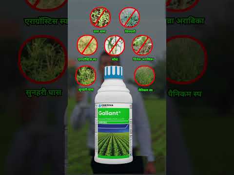 सोयाबीन किसानों की पहली पसंद Gallant खरपतवार नाशक #youtubeshorts