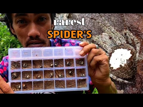 RAREST SPIDER'S IN THE WORLD!  mga GAGAMBA na PINAKA RARE sa buong Mundo na sa akin