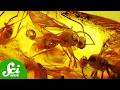 Amber Fossils and Ancient Behaviors