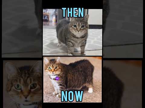 Famous Cats memes(Then vs Now) #meme #memes #nostalgia #catmemes