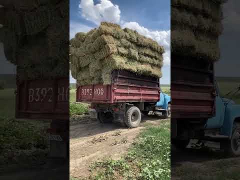 100k oz qoldi obuna boling avto   #uzb #rek #hayot #zortv #music #armon #qoshiqlar #kulgili #andijon