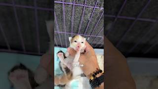Timelapse kittens 60 days 😍 #cat #kitten #timelapse #catlovers