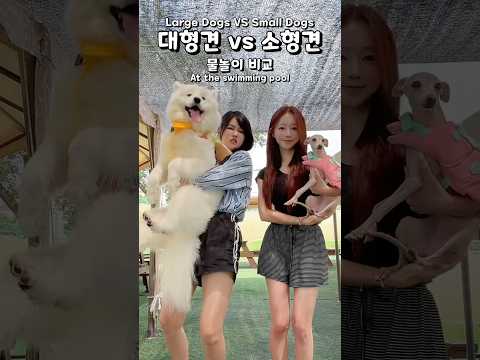 대형견 vs 소형견 물놀이 비교