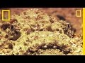 Stonefish: The Master of Camouflage and Venom