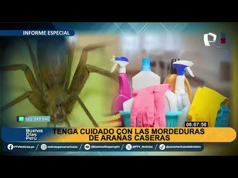 ¡Aprende a reconocer una mordedura de araña en Perú en 2025! 🕷️