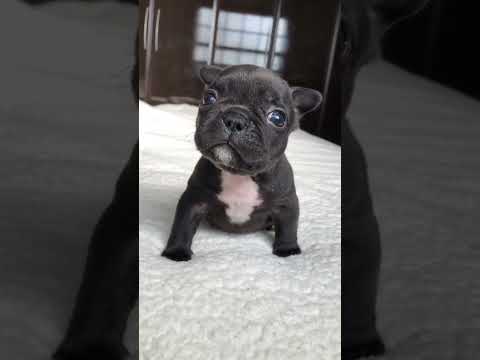 Guta is the cutest puppy 🥹 #shorts #frenchbulldog