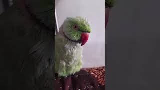 Mithu is live #indianringneckparrot #parrot #talkingparrot
