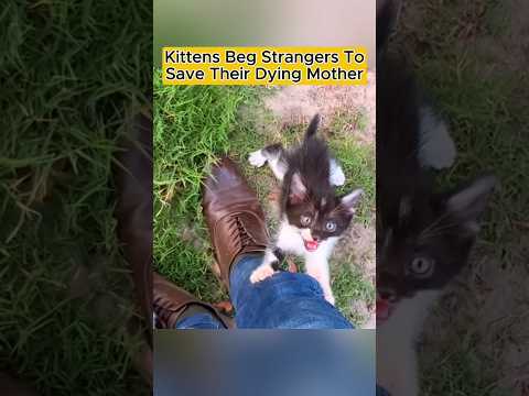 My Mother's Life is in Your Hands, Kitten Stopped a Person💔😿 #shorts #cat #rescue