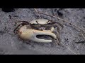 Measuring Animal Models and Ecosystems