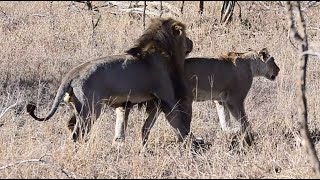 Three great lions sighting close to Tshokwane in Kruger National Park, 30 June 2025 @b1photosafaris