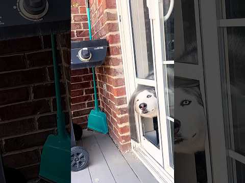 Funny husky 🐶🤣#funny #haaha #funnyanimals #husky #funny husky