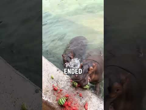 The hippos couldn't eat the watermelons in one bite 🥰❤️