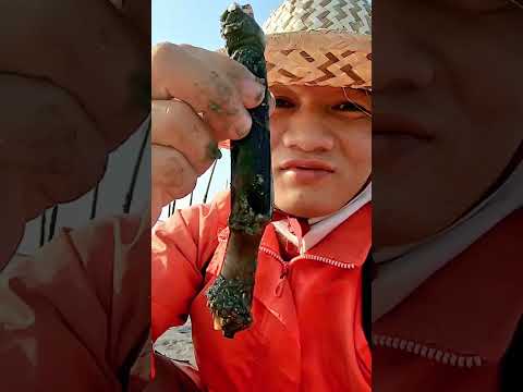 Bắt hải sản ở biển Vũng Tàu - không ai biết tên chính xác cá này như mình