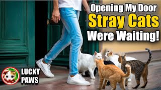 Opening My Door to Find Stray Cats Waiting – Real Kitten Rescue Story