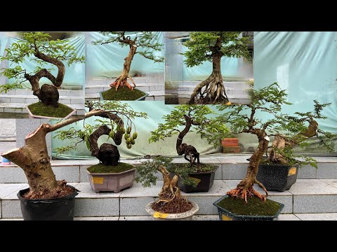 🔴Trực tiếp cây cảnh 23/10 Hiếu bán Bonsai hoa trái nhiều loại giá hữu nghị | nhà vườn Hiếu