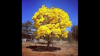 A mutiplicação do Ipe Amarelo