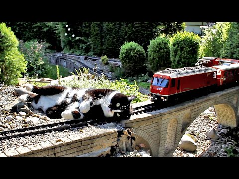 Katze vs. Gartenbahn VII