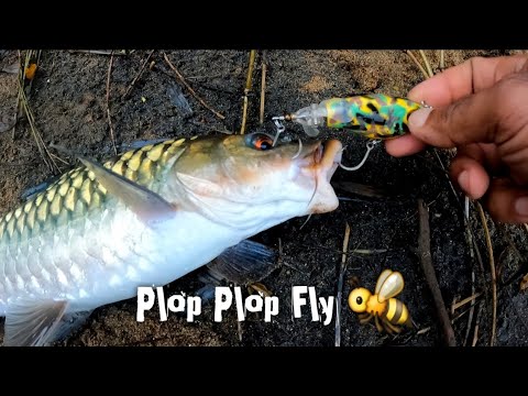 ഇതുപോലെ വട്ടം കറക്കുന്ന ഒരു മീൻ / bluefin mahseer fishing in Pamba river #fishing #masheer