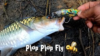 ഇതുപോലെ വട്ടം കറക്കുന്ന ഒരു മീൻ / bluefin mahseer fishing in Pamba river #fishing #masheer
