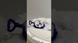 텔레토비 #미소아라티티