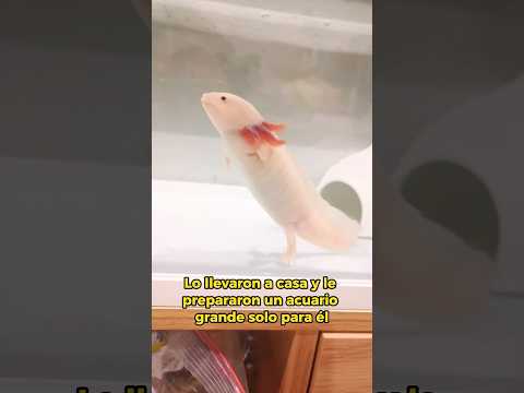 A couple rescues a salamander, then… #animals #Friendship #Us