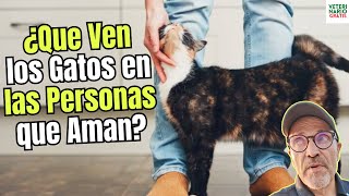 🐱❤️¿QUE PERCIBEN LOS GATOS EN LAS PERSONAS QUE AMAN O ATRAEN A LOS GATOS?🐱❤️