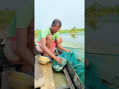জালে এটা কি বাঁধলো😮 #village #fishing #viralvideo #farming #shorts #shortvideo #fish #agriculture