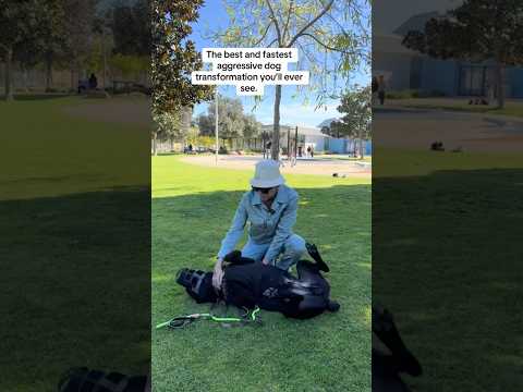 The Fastest Aggressive Dog Transformation
