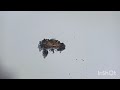 Burning Characteristics of Fibers