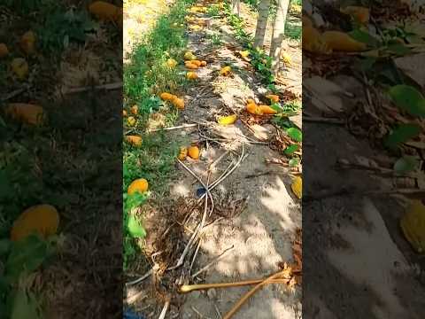 Berserakan menjadi tanah pepaya ini tidak dimanfaatkan dengan baik #pepaya #petanipepaya