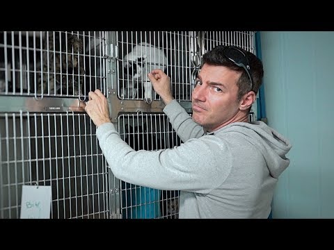 Adopting A Cat From A Shelter - Animal Rescue in Tulsa, Oklahoma