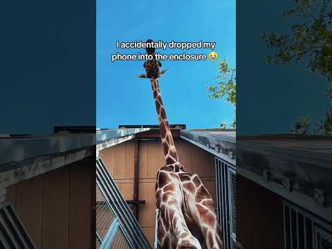 Dropped my Phone in the Giraffe Enclosure