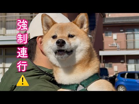 深夜に謎の生物と遭遇し本能が抑えきれなくなる柴犬が可愛い