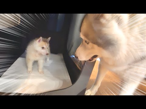 【お迎え初日】赤ちゃんハスキーと対面し、衝撃を受ける先住犬がこちらです・・・笑