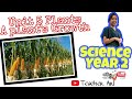 Maize Plant Growth Concepts