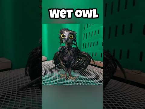 Animals That Look Terrifying When Wet ๐ฑ (Part 2) #youtubeshorts #facts #shorts #shortsvideo