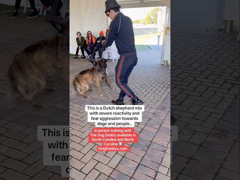 Training A Fear Aggressive Dutch Shepherd Mix.