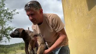 El llora. Prefiere seguir esperando a su abandonador. No hay amor más leal que ellos pobre perrito