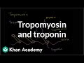 Muscle Contraction Mechanisms and Proteins