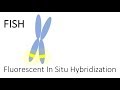FISH Techniques in Cytogenetics