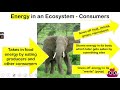 Energy Flow in Ecosystems