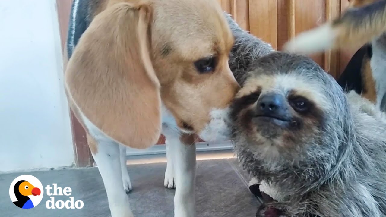 Rescued Sloth Becomes Best Friends With a Beagle Odd Couples