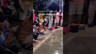 Lele monster 9kg ,,kolam pemancingan Kusus perempuan 