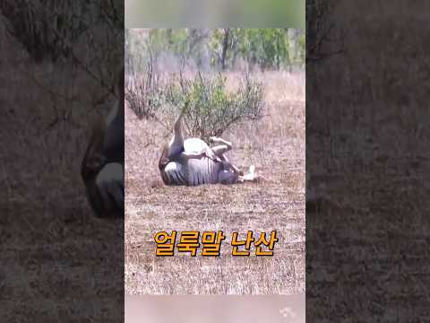 얼룩말 난산! #동물