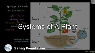 Systems of A Plant