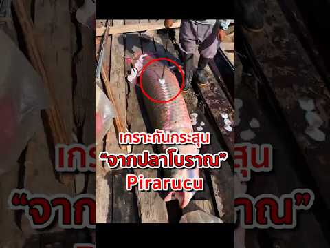 เกราะกันกระสุน จากปลาโบราณ! Pirarucu